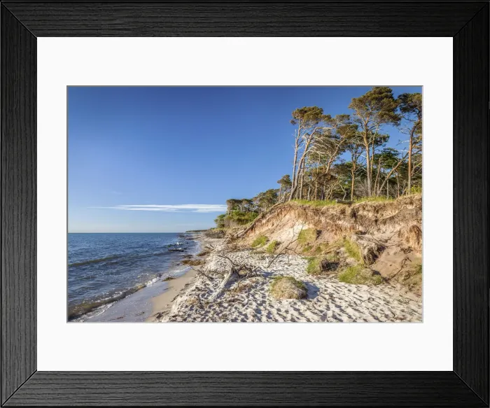 Framed Print : Trees on Darsser West beach, Mecklenburg-Western Pomerania, Northern Germany, Germany