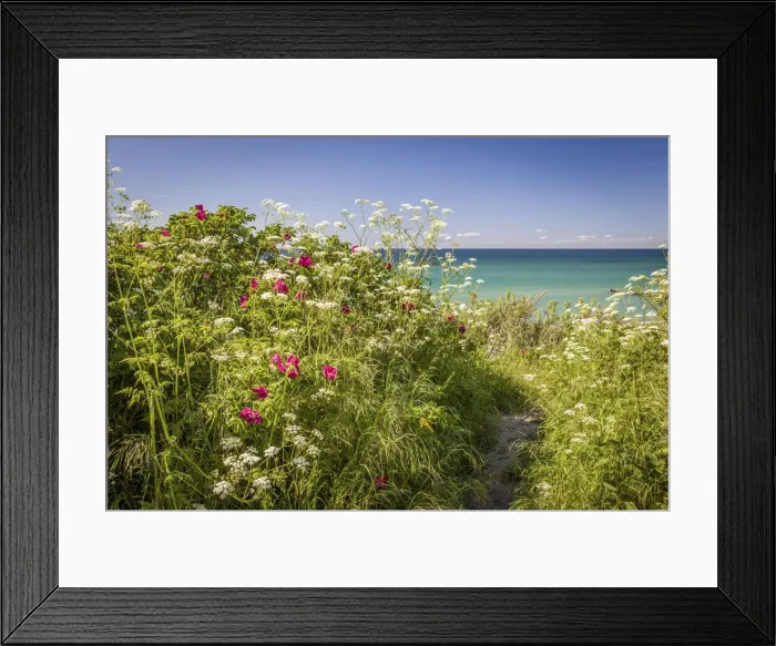Framed Print : Lush flowering embankment in Ahrenshoop, Mecklenburg-Western Pomerania, Northern Germany Framed Print : Lush flowering embankment in Ahrenshoop, Mecklenburg-Western Pomerania, Northern Germany