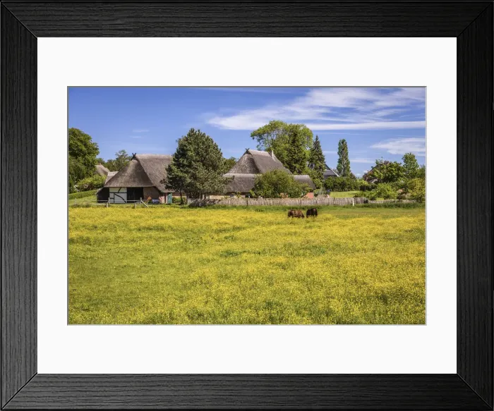 Framed Print : Thatched farm with flowering meadow in Ahrenshoop, Mecklenburg-Western Pomerania Framed Print : Thatched farm with flowering meadow in Ahrenshoop, Mecklenburg-Western Pomerania