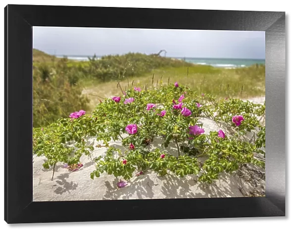 Wild roses on the beach in the Western Pomerania Lagoon Area National Park