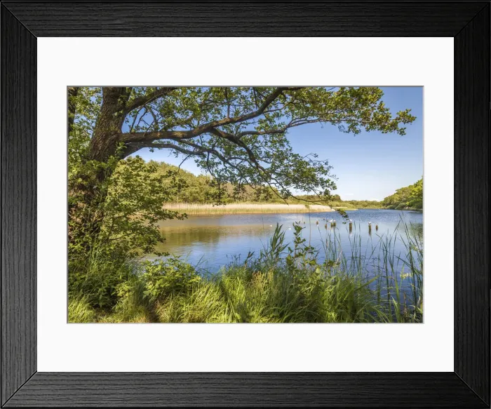 Framed Print : Bodden landscape in Zingst, Mecklenburg-Western Pomerania, Northern Germany, Germany