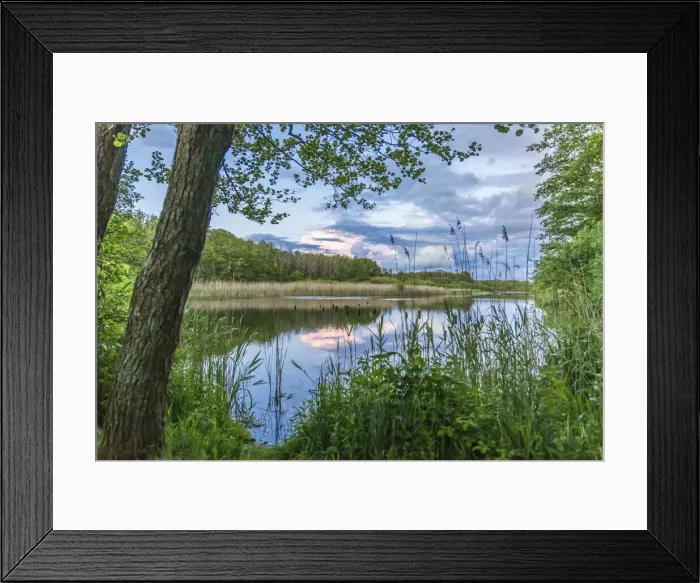 Framed Print : Bodden landscape near Prerow, Mecklenburg-Western Pomerania, Northern Germany, Germany Framed Print : Bodden landscape near Prerow, Mecklenburg-Western Pomerania, Northern Germany, Germany