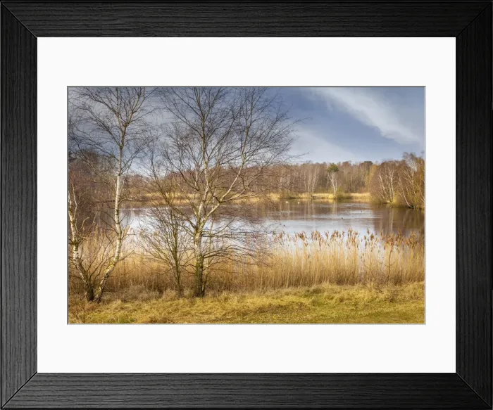 Framed Print : Nature reserve near Zingst, Mecklenburg-Western Pomerania, Northern Germany, Germany Framed Print : Nature reserve near Zingst, Mecklenburg-Western Pomerania, Northern Germany, Germany