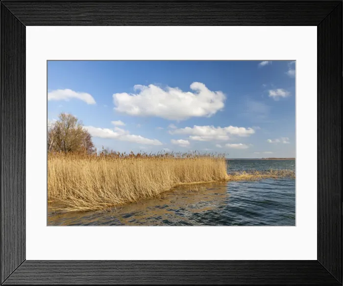 Framed Print : Reeds at the Bodden sea in Born am Darss, Mecklenburg-Western Pomerania, Northern Germany Framed Print : Reeds at the Bodden sea in Born am Darss, Mecklenburg-Western Pomerania, Northern Germany