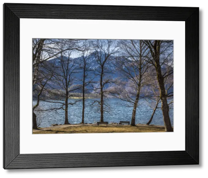 Framed Print : Trees on the banks of the Lake Kochel, Kochel am See, Upper Bavaria, Bavaria, Germany
