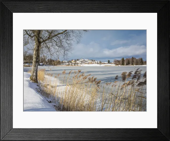 Framed Print : Reeds on the shore of the frozen Lake Bayersoien, Bad Bayersoien, Upper Bavaria, Bavaria Framed Print : Reeds on the shore of the frozen Lake Bayersoien, Bad Bayersoien, Upper Bavaria, Bavaria