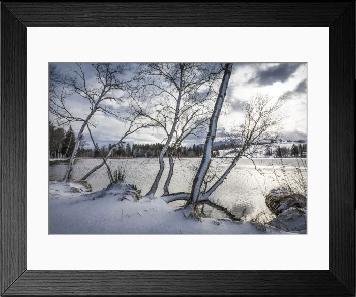 Framed Print : Snow-covered trees on the shore of Lake Bayersoien, Bad Bayersoien, Upper Bavaria Framed Print : Snow-covered trees on the shore of Lake Bayersoien, Bad Bayersoien, Upper Bavaria
