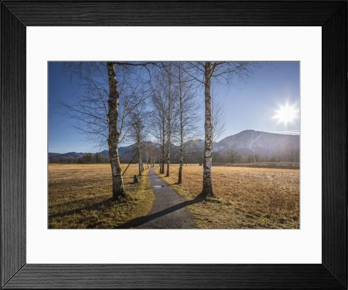 Framed Print : Birkenallee near Schlehdorf am Lake Kochel, Upper Bavaria, Bavaria, Germany Framed Print : Birkenallee near Schlehdorf am Lake Kochel, Upper Bavaria, Bavaria, Germany