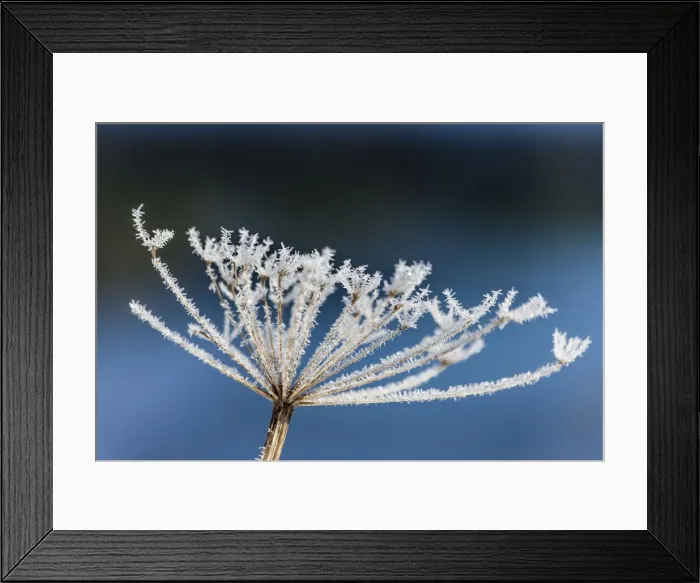 Framed Print : Hoar frost on the Hintersee above Ramsau, Upper Bavaria, Bavaria, Germany Framed Print : Hoar frost on the Hintersee above Ramsau, Upper Bavaria, Bavaria, Germany