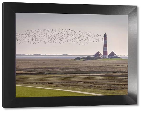 Migratory birds at the Westerheversand lighthouse, North Friesland, Schleswig-Holstein