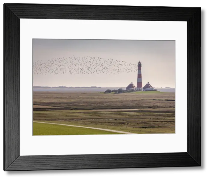 Framed Print : Migratory birds at the Westerheversand lighthouse, North Friesland, Schleswig-Holstein Framed Print : Migratory birds at the Westerheversand lighthouse, North Friesland, Schleswig-Holstein