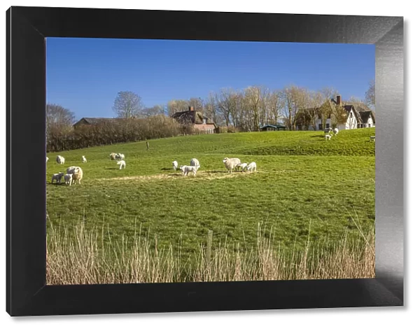 Sheep and dwelling mound near Westerhever, North Friesland, Schleswig-Holstein