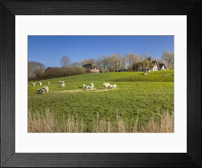 Framed Print : Sheep and dwelling mound near Westerhever, North Friesland, Schleswig-Holstein Framed Print : Sheep and dwelling mound near Westerhever, North Friesland, Schleswig-Holstein