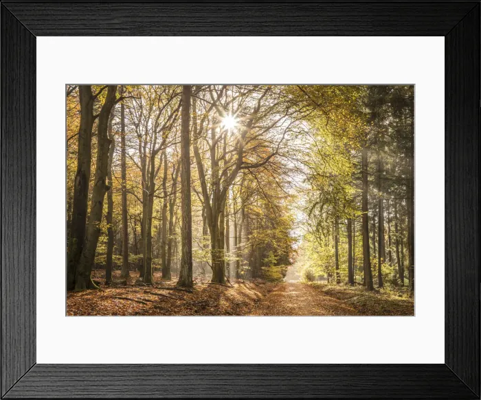 Framed Print : Morning rays of light in the Rheingau-Taunus Nature Park, Niedernhausen, Hesse, Germany