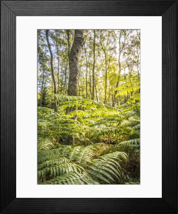 Framed Print : Birch forest with farm in the Taunus near Engenhahn, Niedernhausen, Hesse, Germany Framed Print : Birch forest with farm in the Taunus near Engenhahn, Niedernhausen, Hesse, Germany