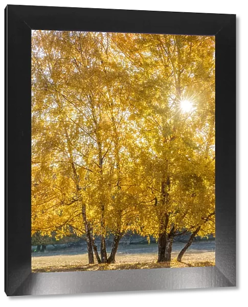 Birch trees in autumn in the Rheingau-Taunus Nature Park near Engenhahn, Niedernhausen