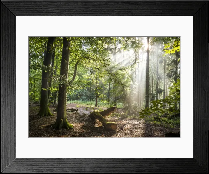 Framed Print : Sun rays after the rain in the Taunus forest near Engenhahn, Niedernhausen, Hesse Framed Print : Sun rays after the rain in the Taunus forest near Engenhahn, Niedernhausen, Hesse