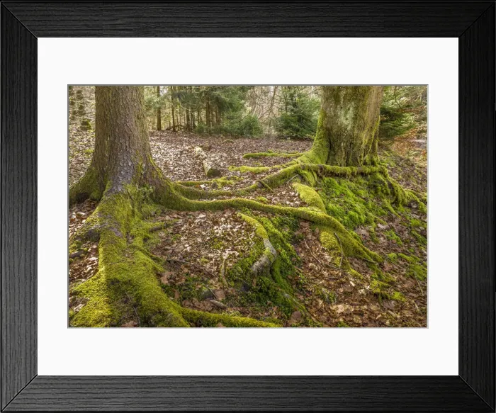 Framed Print : Roots of two trees intertwined, Taunus, Niedernhausen, Hesse, Germany Framed Print : Roots of two trees intertwined, Taunus, Niedernhausen, Hesse, Germany