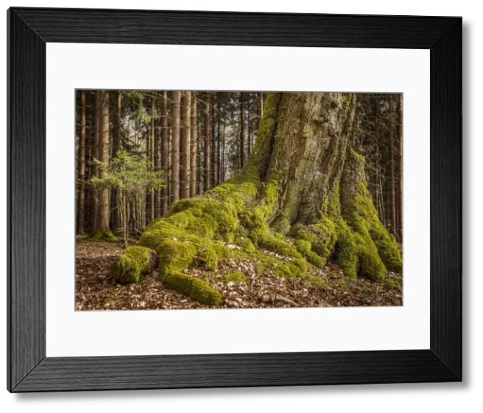 Framed Print : Mighty roots of a pine in the Taunus, Niedernhausen, Hesse, Germany Framed Print : Mighty roots of a pine in the Taunus, Niedernhausen, Hesse, Germany