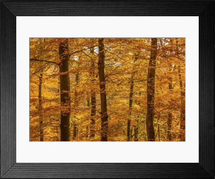 Framed Print : Autumn beech forest in the Rheingau-Taunus Nature Park near Engenhahn, Niedernhausen Framed Print : Autumn beech forest in the Rheingau-Taunus Nature Park near Engenhahn, Niedernhausen