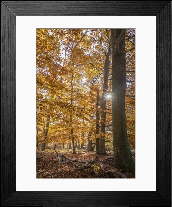 Framed Print : Autumn sun in the Bucherwald im Taunus, Niedernhausen, Hesse, Germany Framed Print : Autumn sun in the Bucherwald im Taunus, Niedernhausen, Hesse, Germany