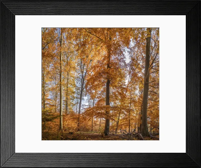 Framed Print : Autumn beech forest in the Rheingau-Taunus Nature Park near Engenhahn, Niedernhausen Framed Print : Autumn beech forest in the Rheingau-Taunus Nature Park near Engenhahn, Niedernhausen