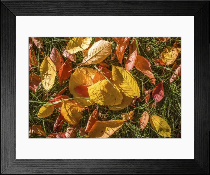 Framed Print : Colorful autumn leaves in the orchard meadows near Engenhahn, Niedernhausen, Hesse Framed Print : Colorful autumn leaves in the orchard meadows near Engenhahn, Niedernhausen, Hesse