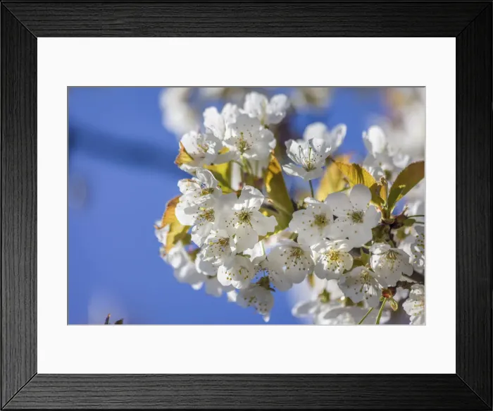 Framed Print : Cherry blossoms in orchard meadow near Engenhahn, Niedernhausen, Hesse, Germany Framed Print : Cherry blossoms in orchard meadow near Engenhahn, Niedernhausen, Hesse, Germany