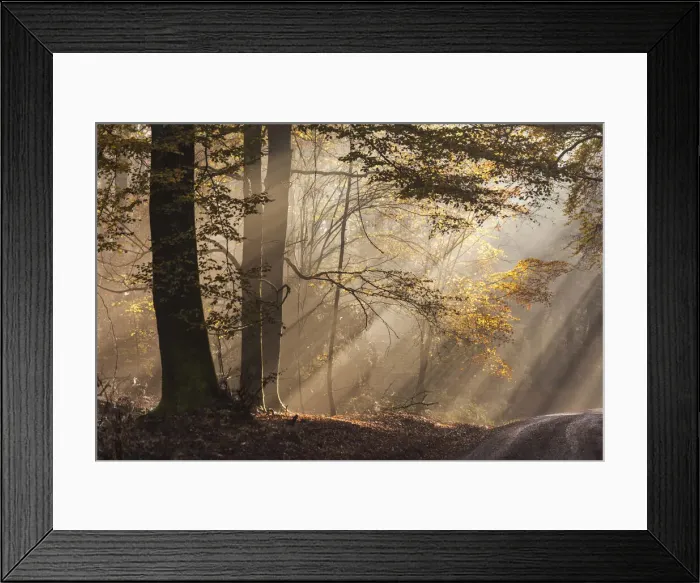 Framed Print : Autumn beech forest near Engenhahn in Taunus, Hesse, Germany Framed Print : Autumn beech forest near Engenhahn in Taunus, Hesse, Germany