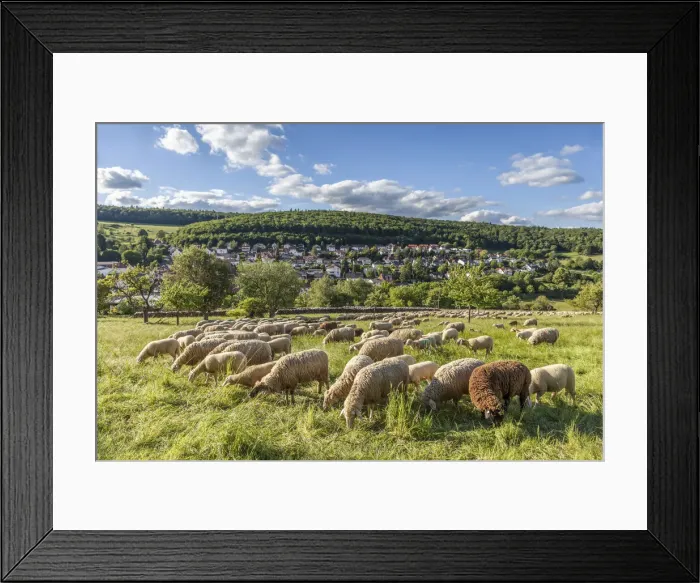 Framed Print : Flock of sheep near Engenhahn in the Rheingau-Taunus Nature Park, Niedernhausen, Hesse Framed Print : Flock of sheep near Engenhahn in the Rheingau-Taunus Nature Park, Niedernhausen, Hesse