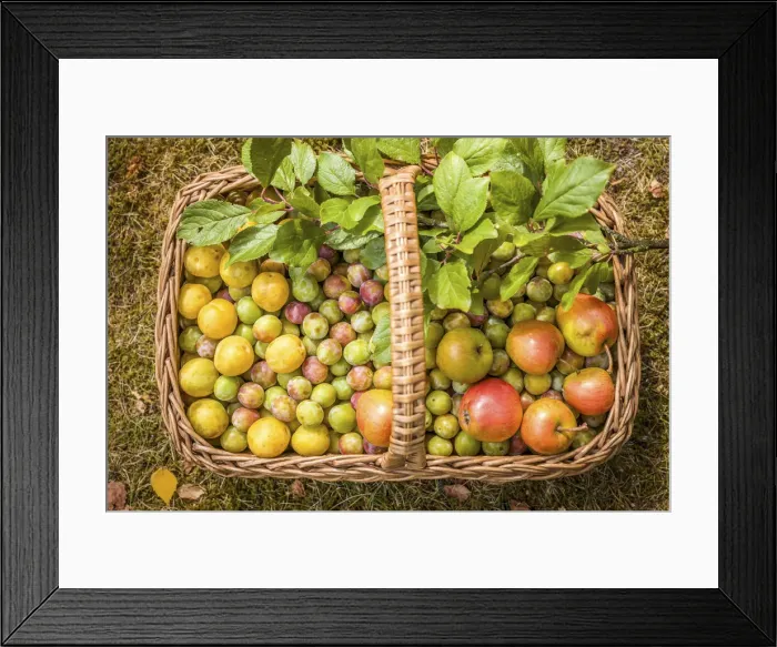 Framed Print : Wicker basket with collected mirabelle plums and apples, Niedernhausen, Taunus, Hesse Framed Print : Wicker basket with collected mirabelle plums and apples, Niedernhausen, Taunus, Hesse