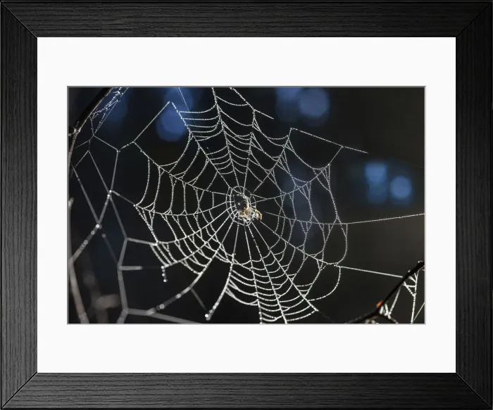 Framed Print : Spider web with morning dew in the Rheingau-Taunus Nature Park above Engenhahn Framed Print : Spider web with morning dew in the Rheingau-Taunus Nature Park above Engenhahn