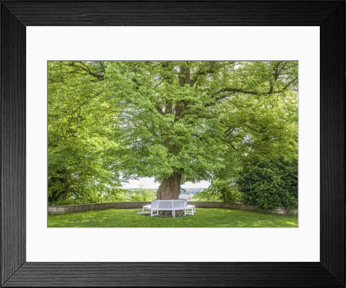 Framed Print : Old linden tree in the courtyard garden of Freising, Upper Bavaria, Bavaria, Germany Framed Print : Old linden tree in the courtyard garden of Freising, Upper Bavaria, Bavaria, Germany