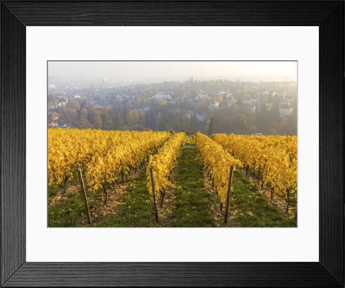 Framed Print : Vineyard on the Neroberg in autumn, Wiesbaden, Hesse, Germany Framed Print : Vineyard on the Neroberg in autumn, Wiesbaden, Hesse, Germany
