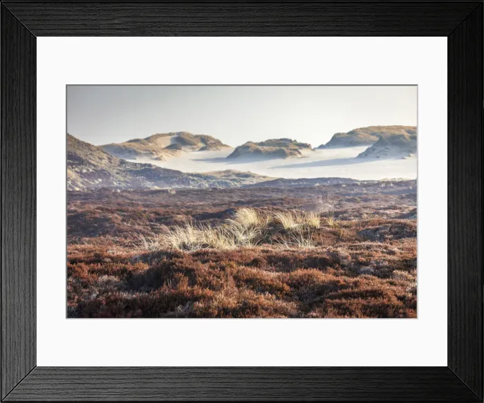 Framed Print : Heathland in the Ellenbogen nature reserve, Sylt, Schleswig-Holstein, Germany Framed Print : Heathland in the Ellenbogen nature reserve, Sylt, Schleswig-Holstein, Germany