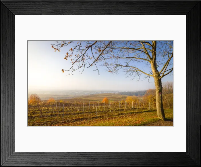 Framed Print : Vineyards at the Bubenhaeuser Hoehe near Rauenthal, Rheingau, Hesse, Germany Framed Print : Vineyards at the Bubenhaeuser Hoehe near Rauenthal, Rheingau, Hesse, Germany