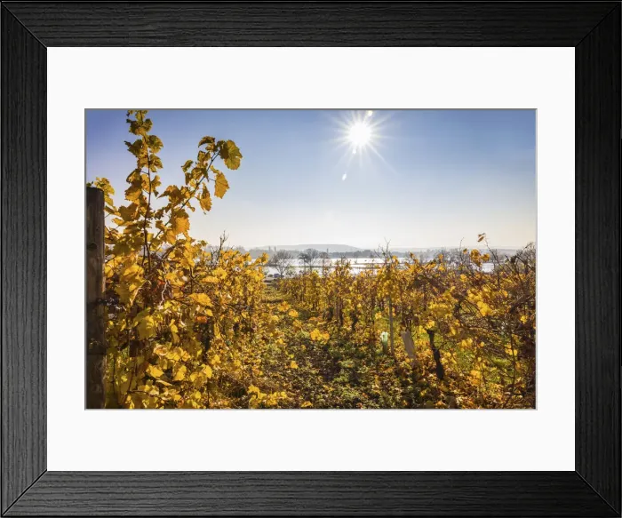 Framed Print : Vineyards on the Rhine near Oestrich-Winkel, Rheingau, Hesse, Germany Framed Print : Vineyards on the Rhine near Oestrich-Winkel, Rheingau, Hesse, Germany