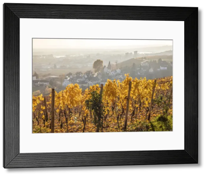 Framed Print : View from Johannisberg Castle to the Rhine Valley, Rheingau, Hesse, Germany Framed Print : View from Johannisberg Castle to the Rhine Valley, Rheingau, Hesse, Germany