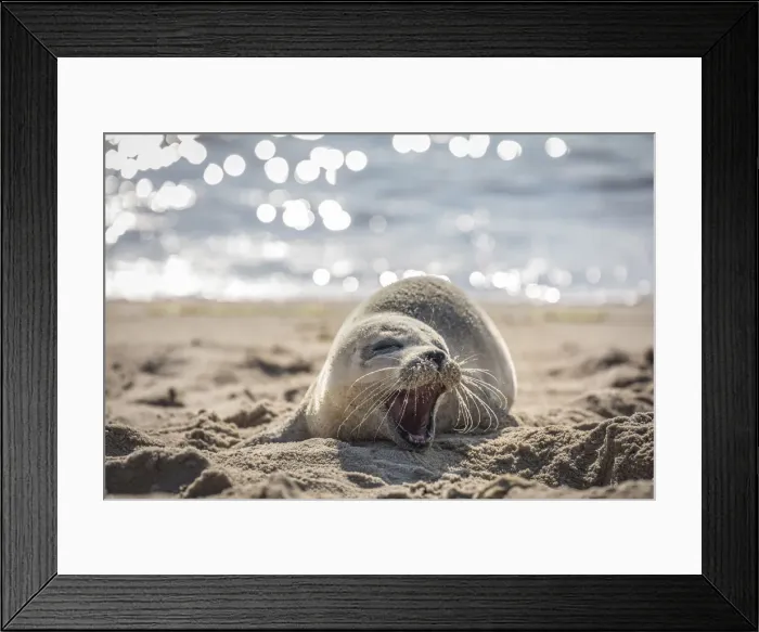 Framed Print : Baby seal on the east beach of List, Sylt, Schleswig-Holstein, Germany