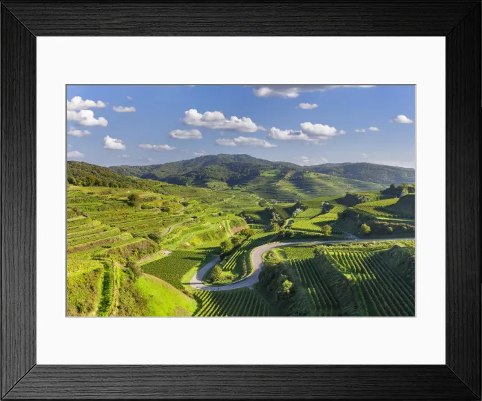 Framed Print : Weinberge bei Oberbergen, Kaiserstuhl, Breisgau, Schwarzwald, Baden- Wurttemberg, Deutschland Framed Print : Weinberge bei Oberbergen, Kaiserstuhl, Breisgau, Schwarzwald, Baden- Wurttemberg, Deutschland