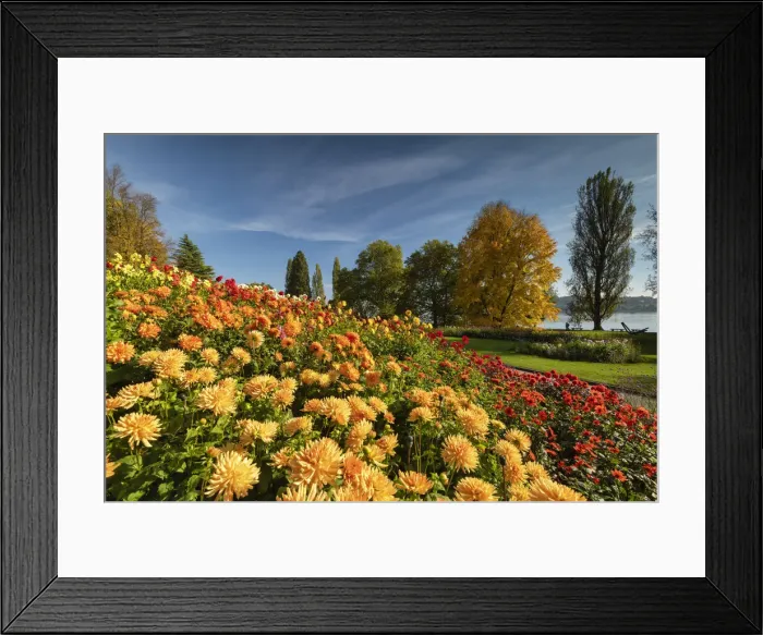 Framed Print : Dahlias in Autumn, Mainau Island, Lake Constance, Germany Framed Print : Dahlias in Autumn, Mainau Island, Lake Constance, Germany