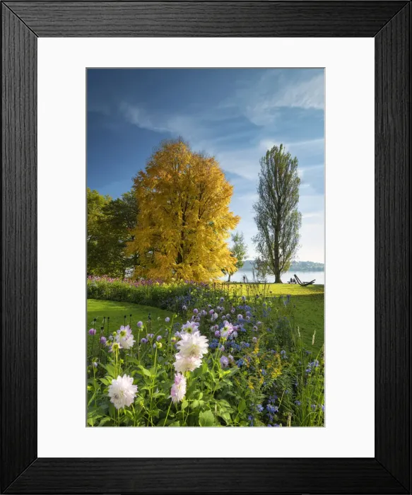 Framed Print : Dahlias & Kuchenbaume Tree in Autumn, Mainau Island, Lake Constance, Germany Framed Print : Dahlias & Kuchenbaume Tree in Autumn, Mainau Island, Lake Constance, Germany