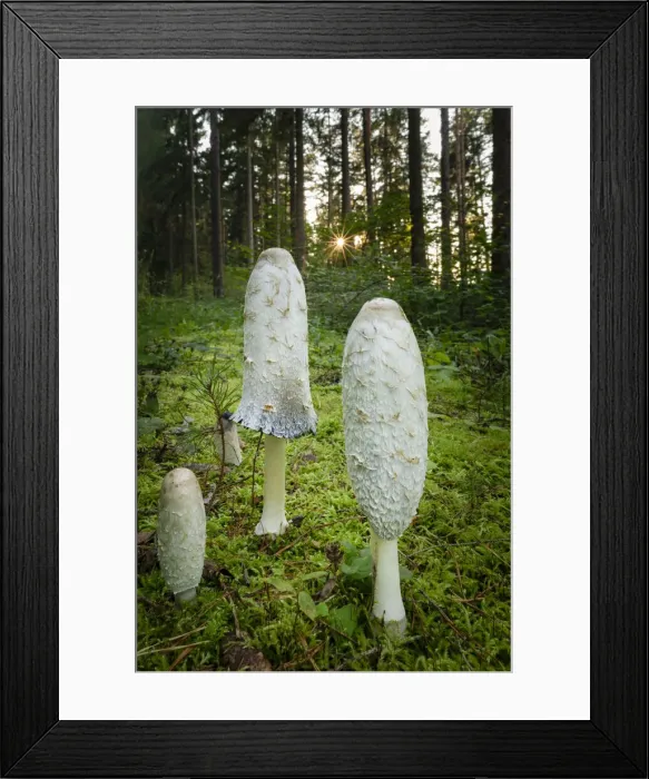 Framed Print : Sunburst Behind Shaggy Ink Cap Mushrooms (Coprinus comatus) Framed Print : Sunburst Behind Shaggy Ink Cap Mushrooms (Coprinus comatus)