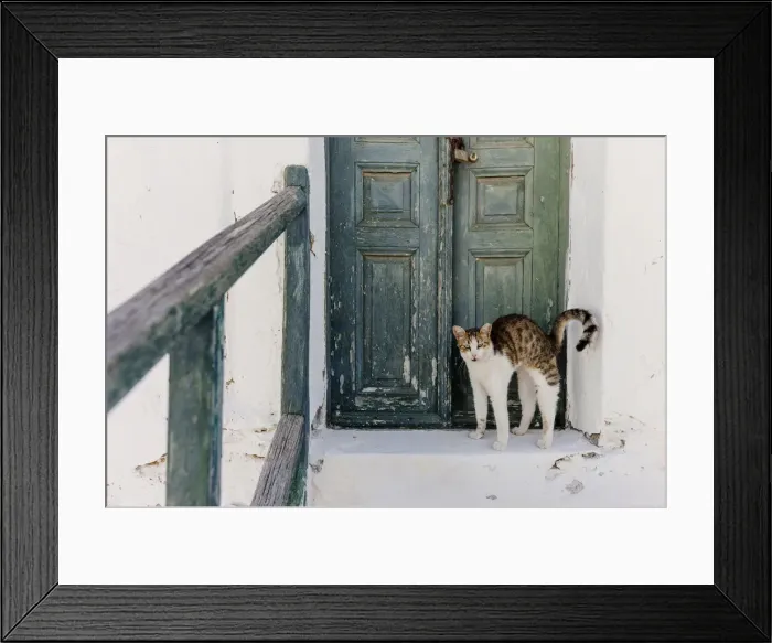 Framed Print : Stray cat of Folegandros, Cyclades islands, Greece Framed Print : Stray cat of Folegandros, Cyclades islands, Greece