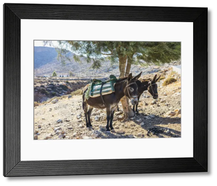 Framed Print : Donkeys take shelter from the sun under a tree in Folegandros, Cyclades Islands, Greece
