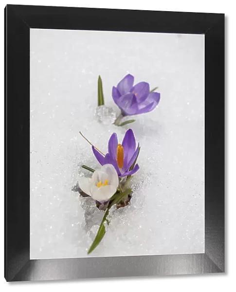 Crocuses in the snow in Knuttental, Rein in Taufers, Reintal, Valle Aurina, South Tyrol