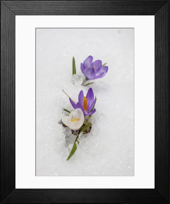 Framed Print : Crocuses in the snow in Knuttental, Rein in Taufers, Reintal, Valle Aurina, South Tyrol Framed Print : Crocuses in the snow in Knuttental, Rein in Taufers, Reintal, Valle Aurina, South Tyrol