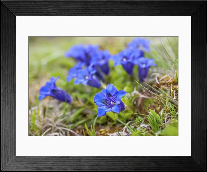 Framed Print : Stemless gentian on mountain meadow in Reintal, Rein in Taufers, Valle Aurina Framed Print : Stemless gentian on mountain meadow in Reintal, Rein in Taufers, Valle Aurina