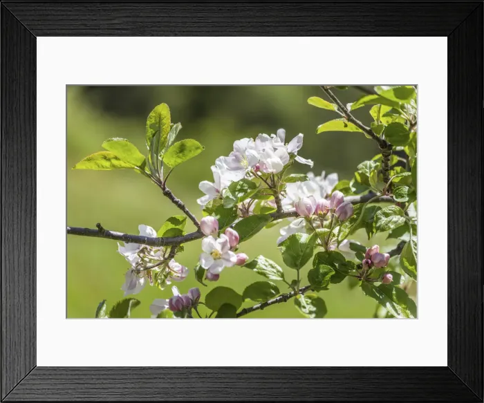 Framed Print : Apple blossoms near St. Jakob in Ahrntal, Valle Aurina, South Tyrol, Italy Framed Print : Apple blossoms near St. Jakob in Ahrntal, Valle Aurina, South Tyrol, Italy