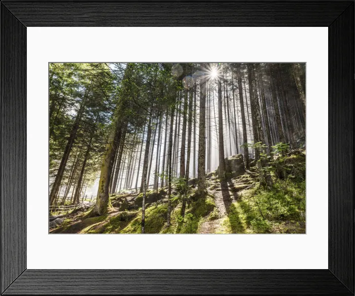 Framed Print : Cloud forest near the Reinfaelle in Reintal, Valle Aurina, South Tyrol, Italy Framed Print : Cloud forest near the Reinfaelle in Reintal, Valle Aurina, South Tyrol, Italy